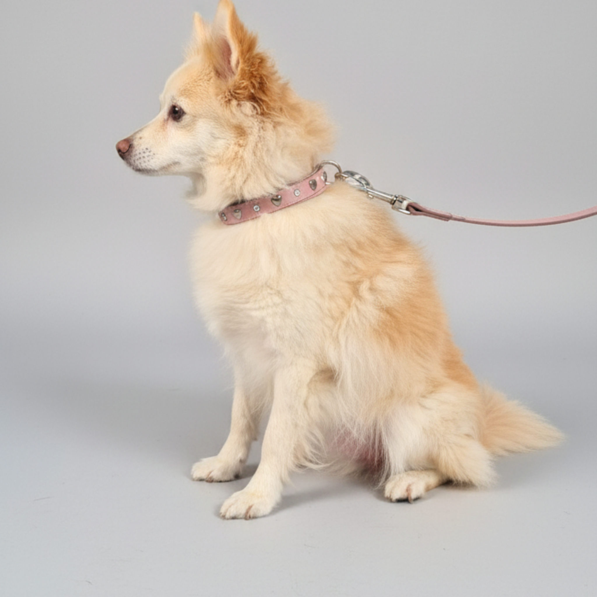 Set Collare con Cristalli e Guinzaglio in Pelle per Cani